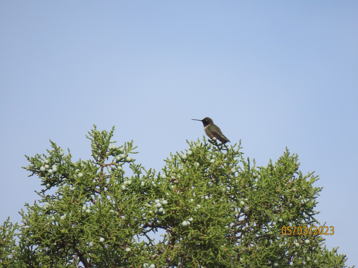 Black-chinned Hummingbird - ML567936221