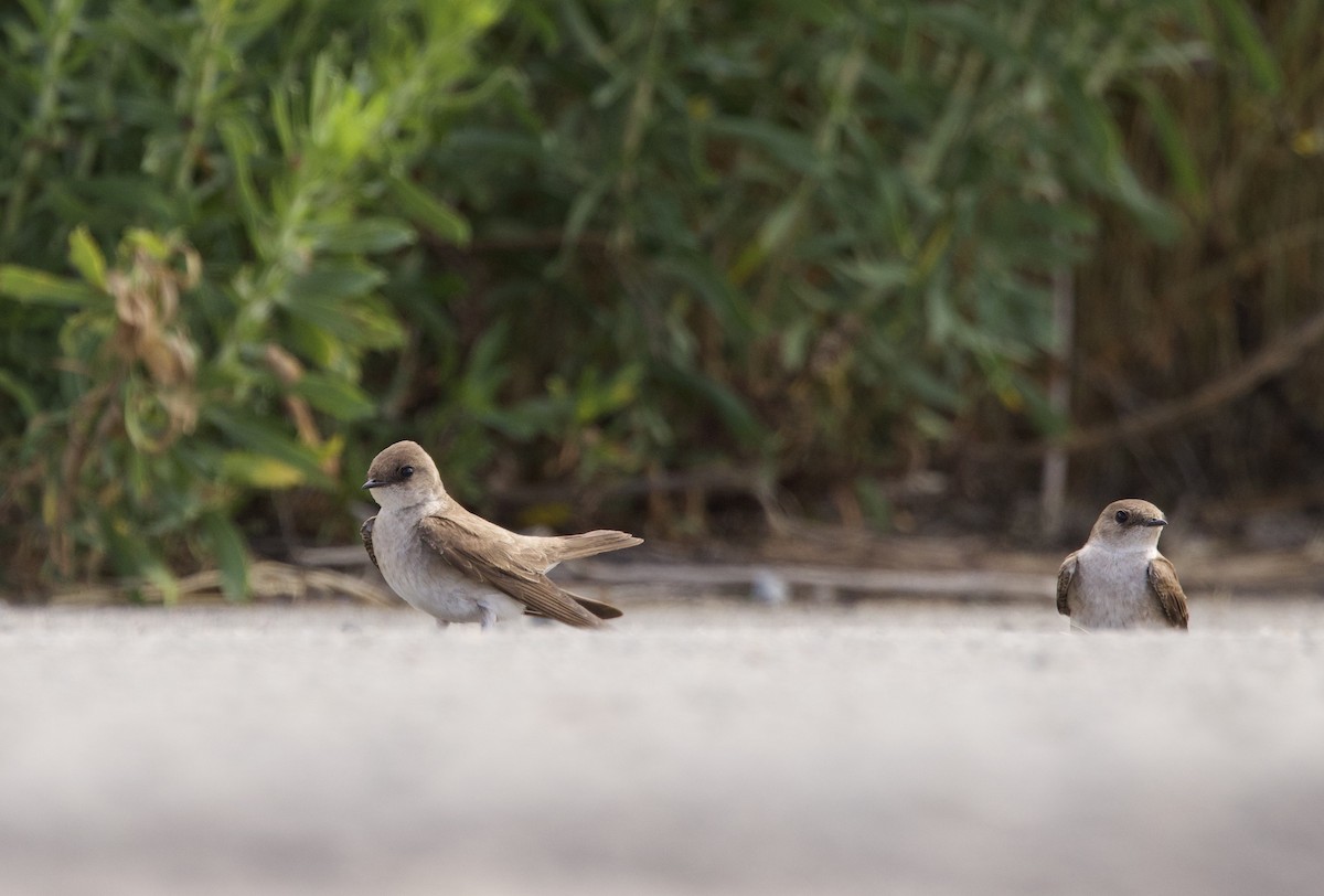 Northern Rough-winged Swallow - ML567936521