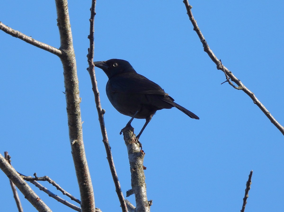 Boat-tailed Grackle - ML567936551