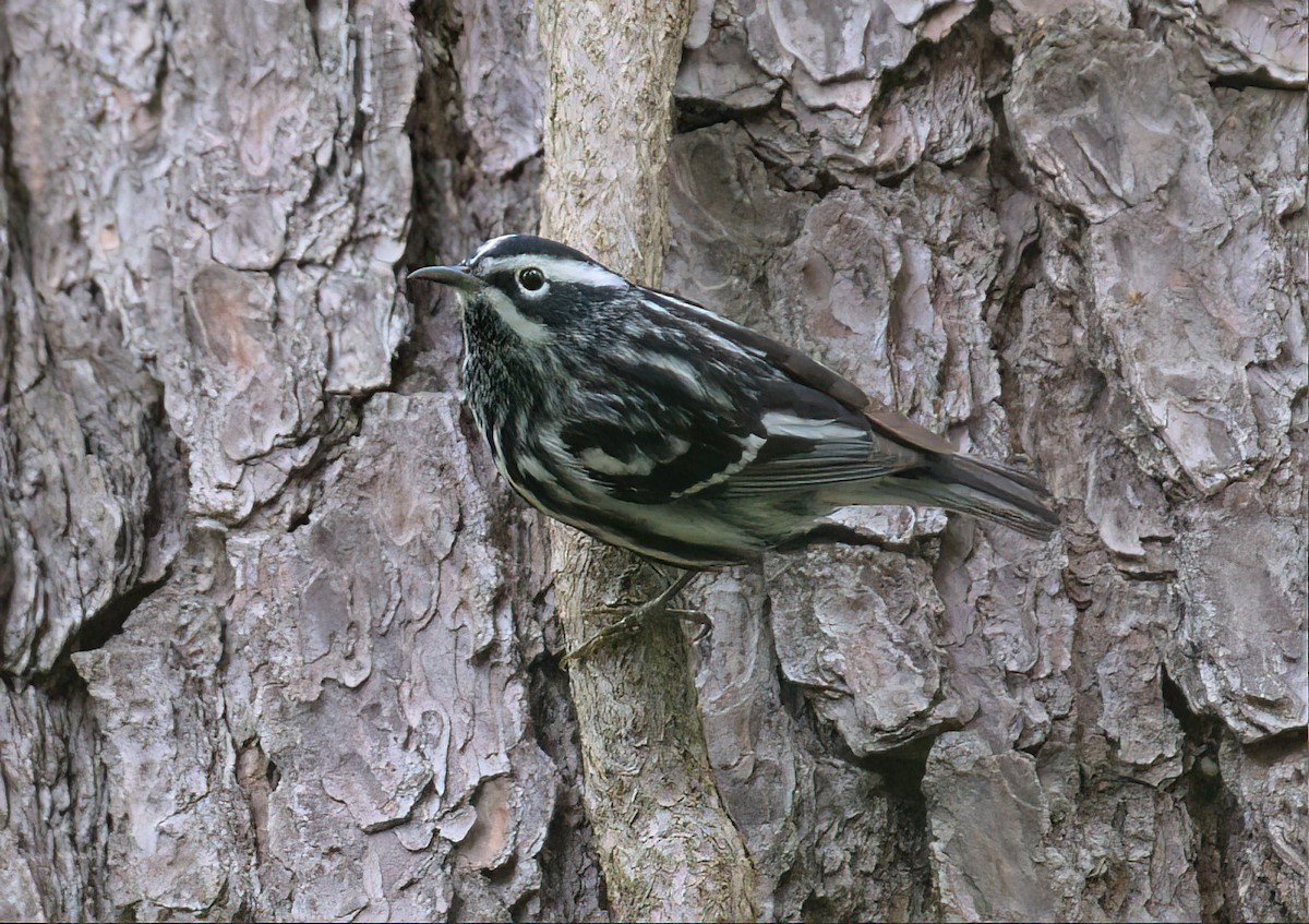 Black-and-white Warbler - ML567937111