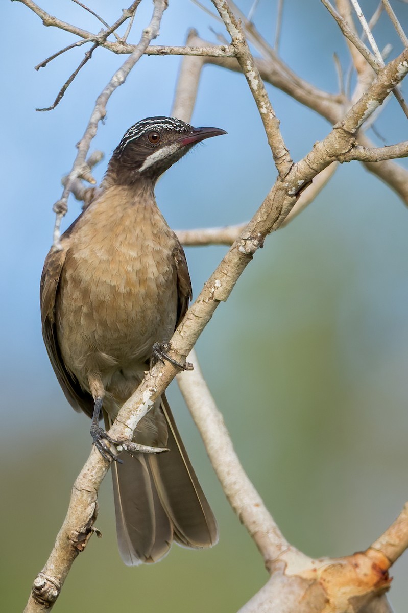 Streak-headed Honeyeater - Dubi Shapiro