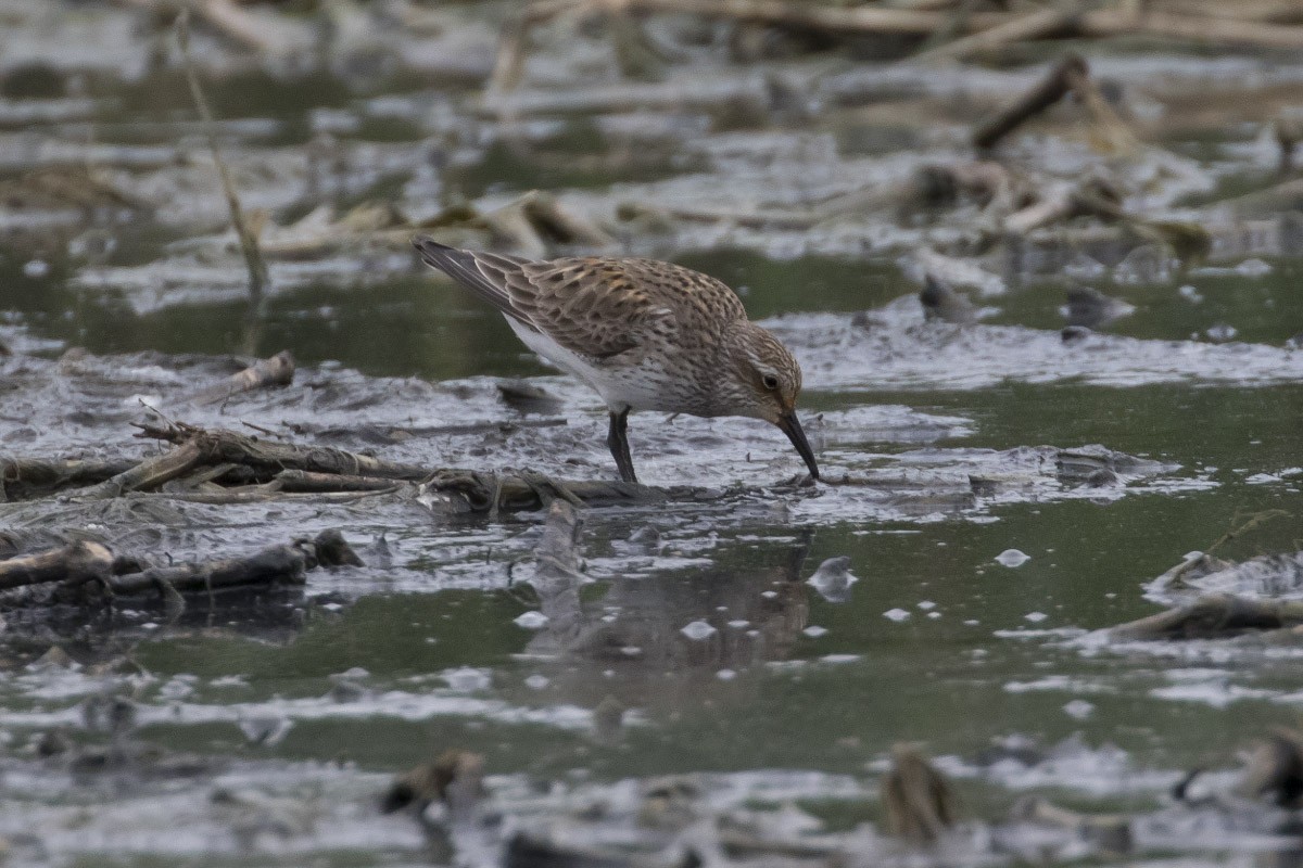 White-rumped Sandpiper - ML56793801