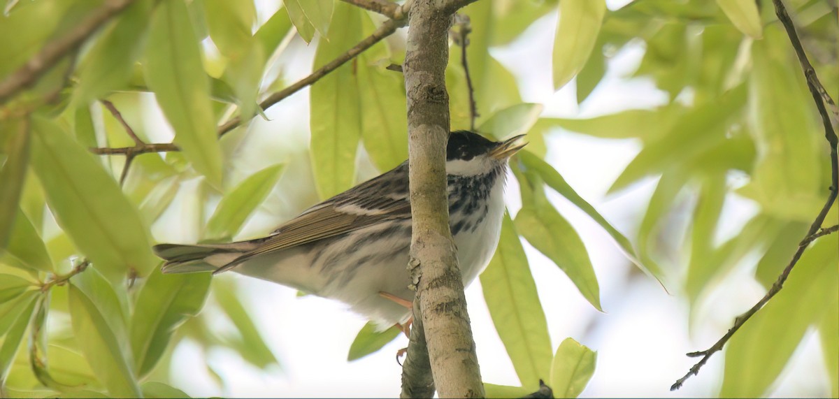 Blackpoll Warbler - ML567938101