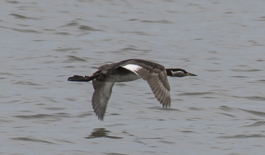 Red-necked Grebe - John Longhenry