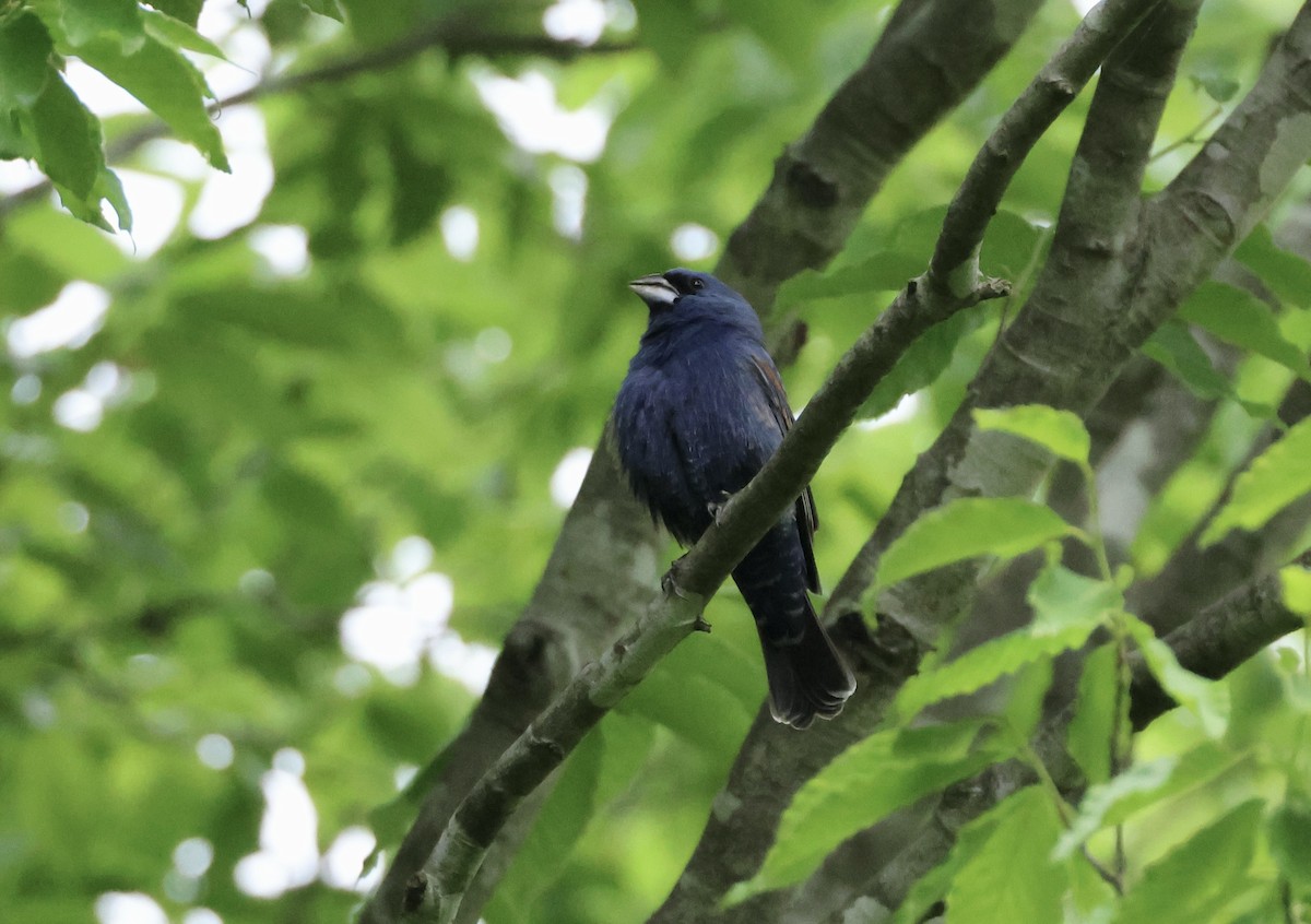 Blue Grosbeak - ML567938781