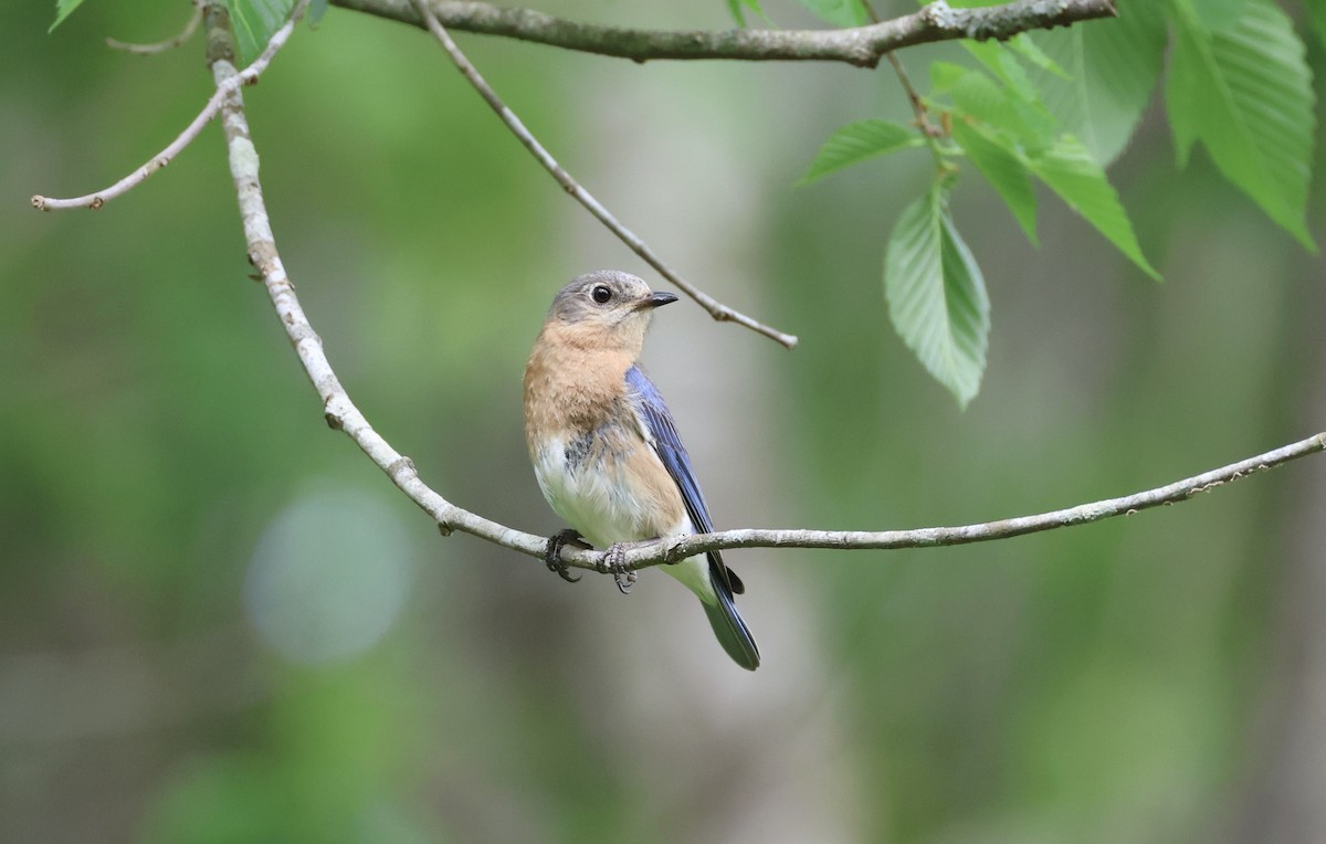 Eastern Bluebird - ML567939211