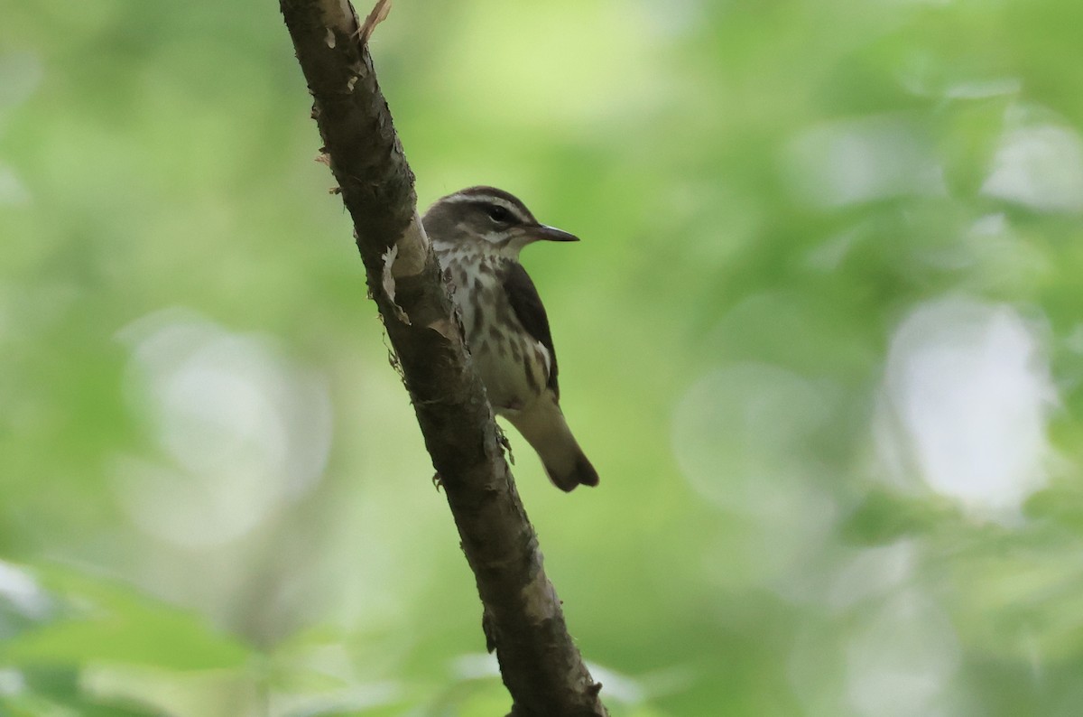 Louisiana Waterthrush - ML567939381