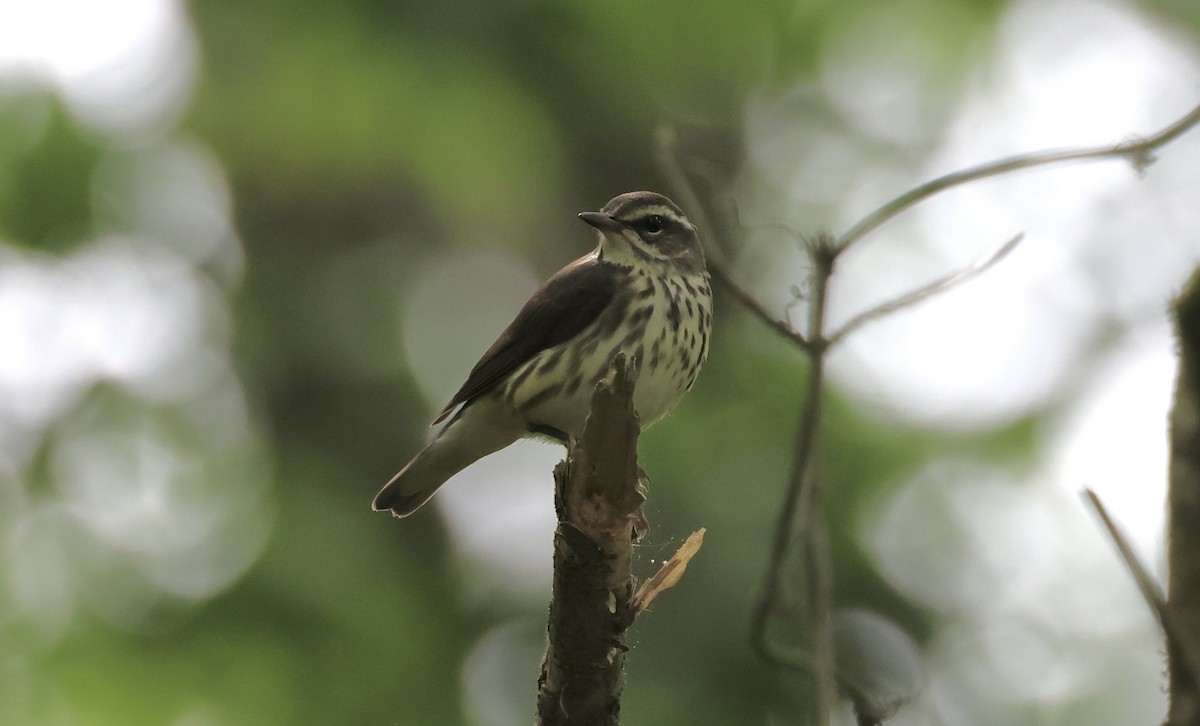 Louisiana Waterthrush - ML567939391