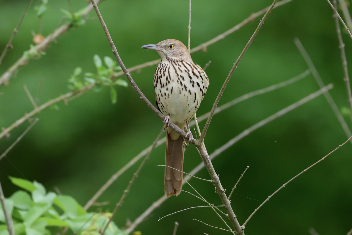 Brown Thrasher - ML567939841