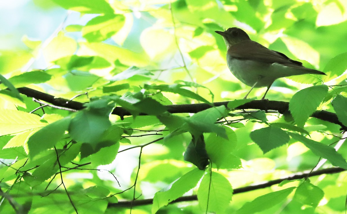 Veery - Rob Bielawski