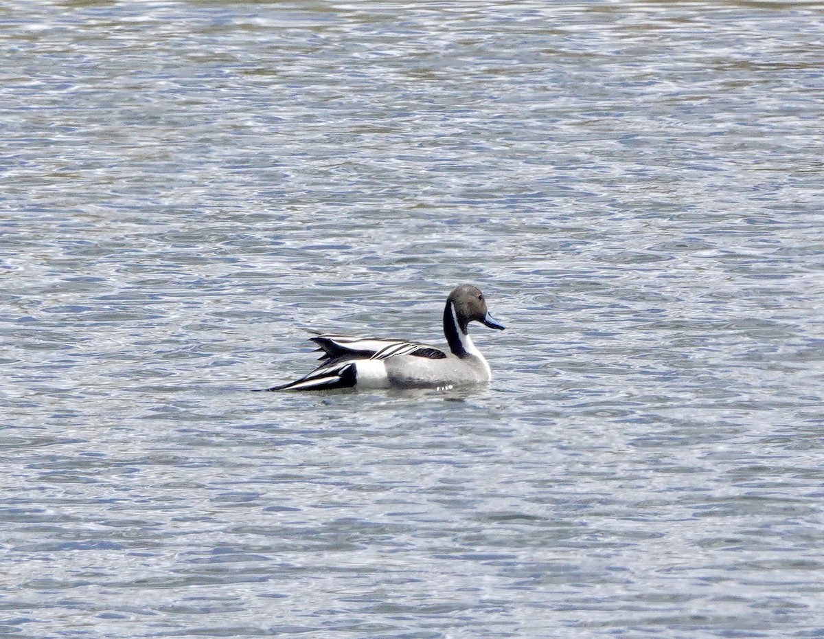 Northern Pintail - Jo Henderson