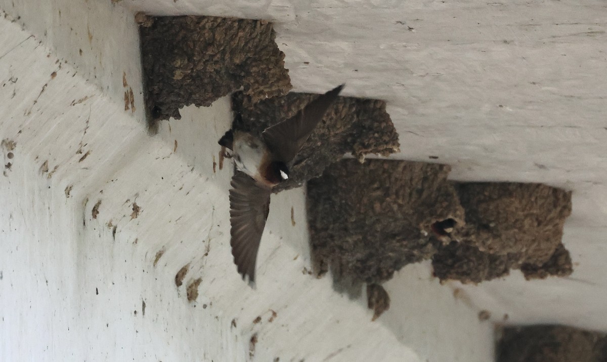 Cliff Swallow - ML567940141