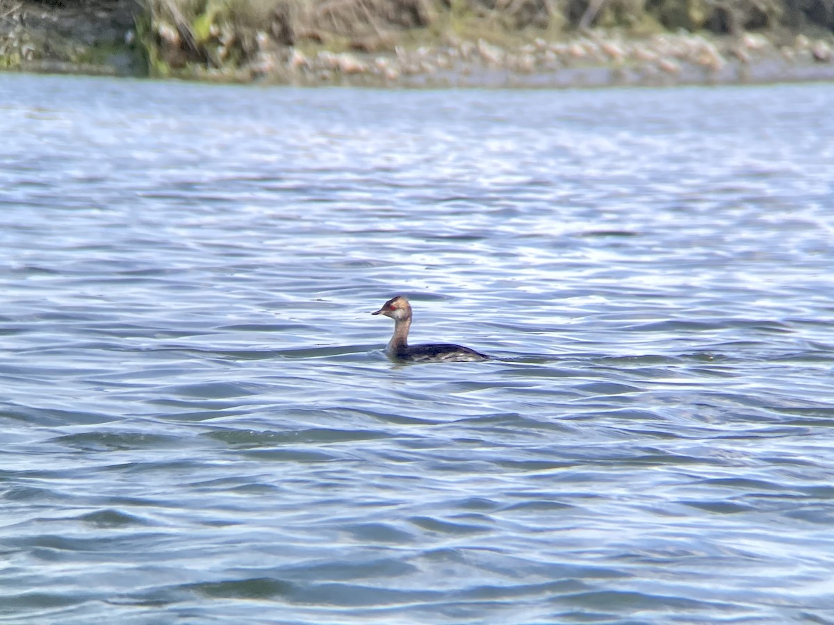 Horned Grebe - ML567940171