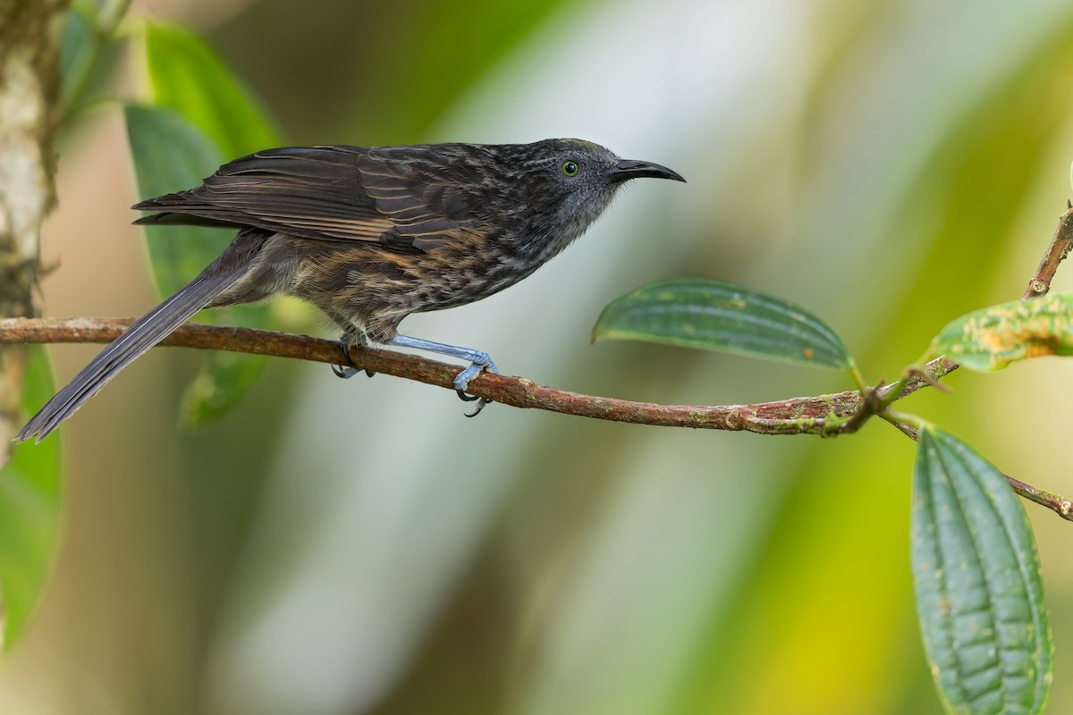 Gray-streaked Honeyeater - ML567940241