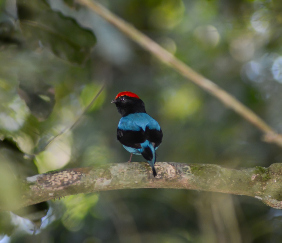 Swallow-tailed Manakin - Leonardo Zoat