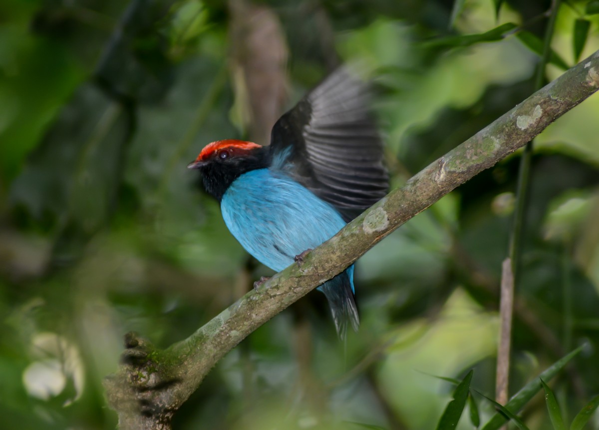 Swallow-tailed Manakin - Leonardo Zoat