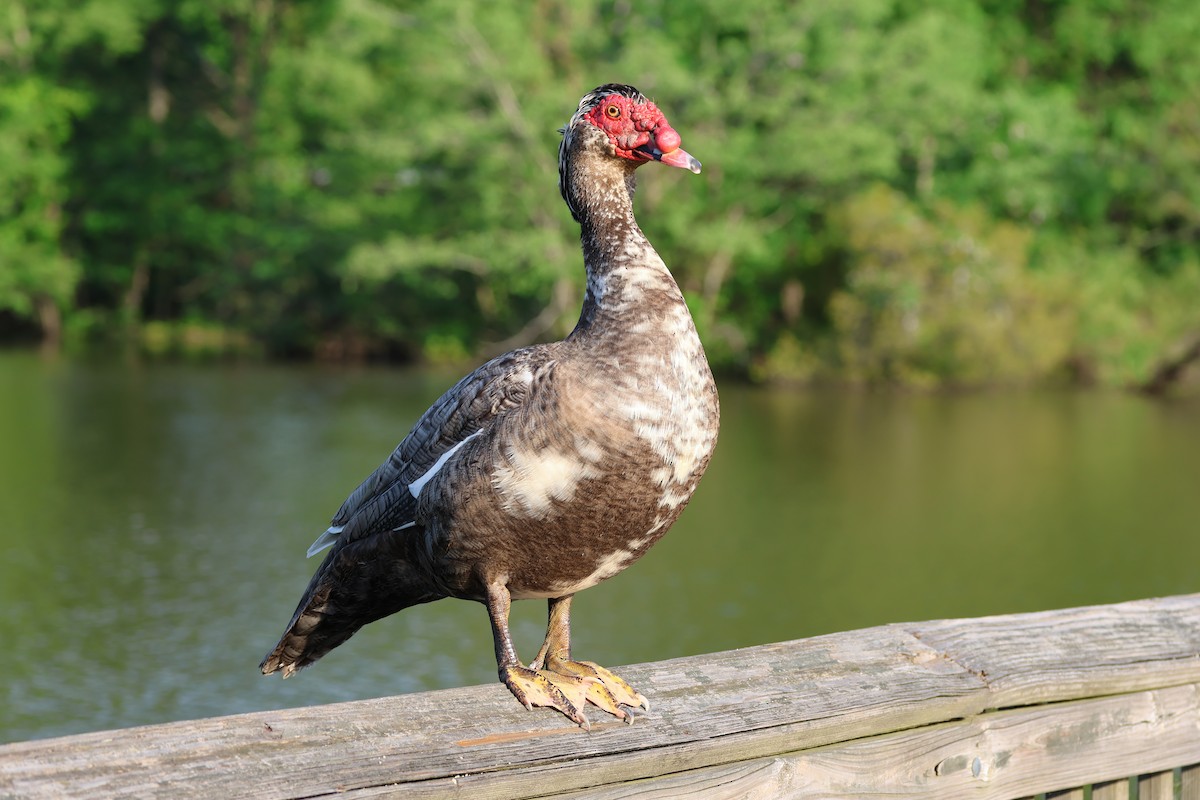 Muscovy Duck (Domestic type) - ML567940471