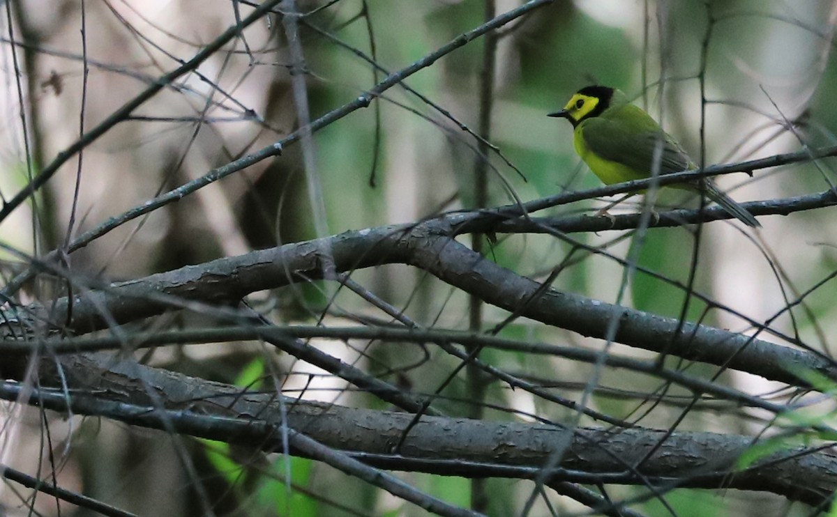 Hooded Warbler - Rob Bielawski