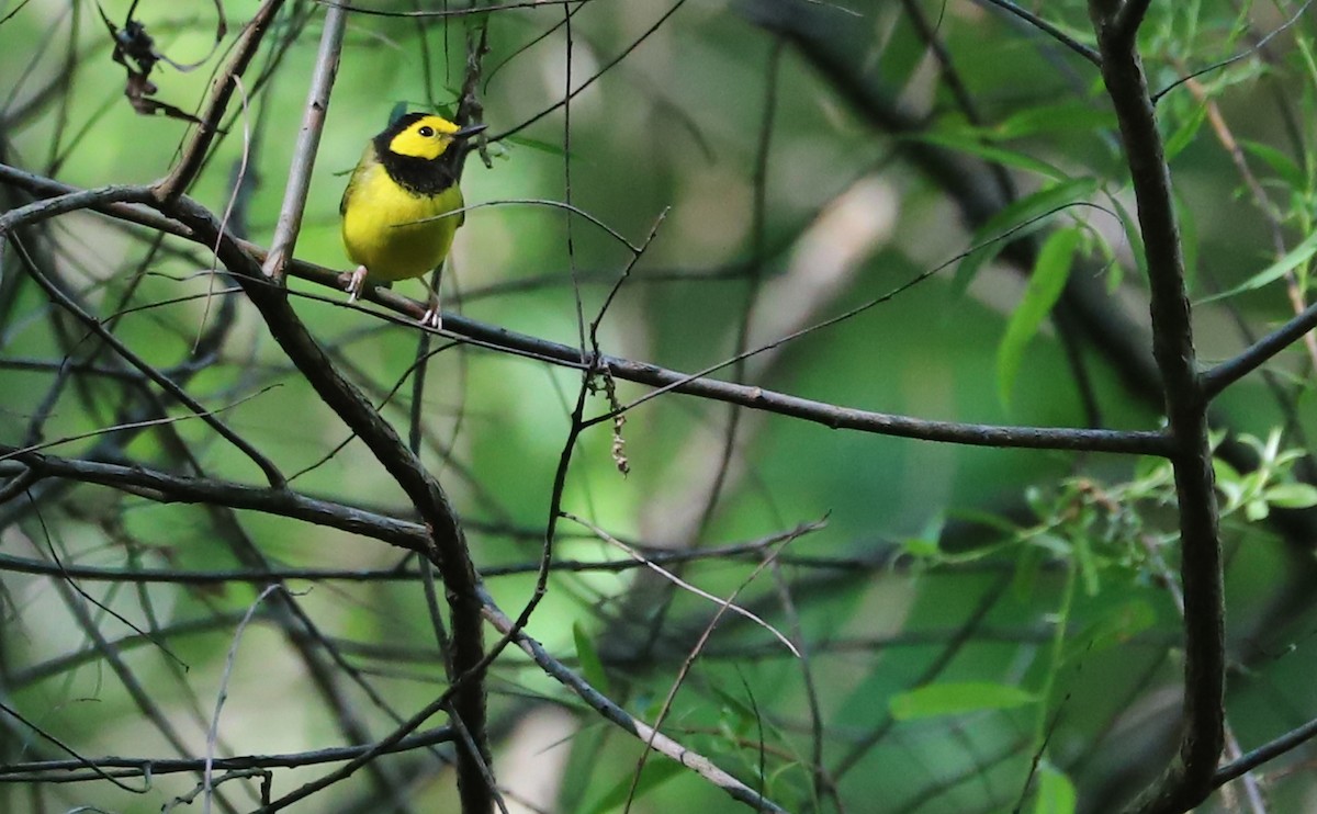 Hooded Warbler - Rob Bielawski