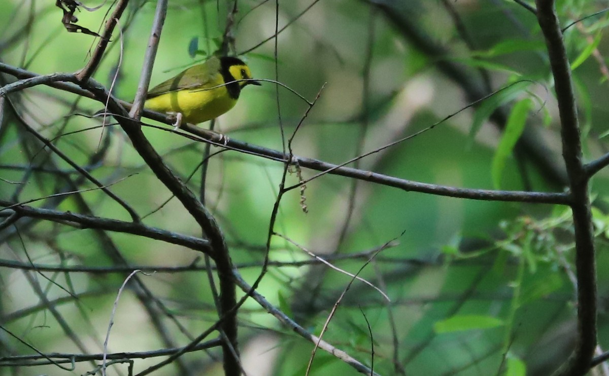 Hooded Warbler - Rob Bielawski