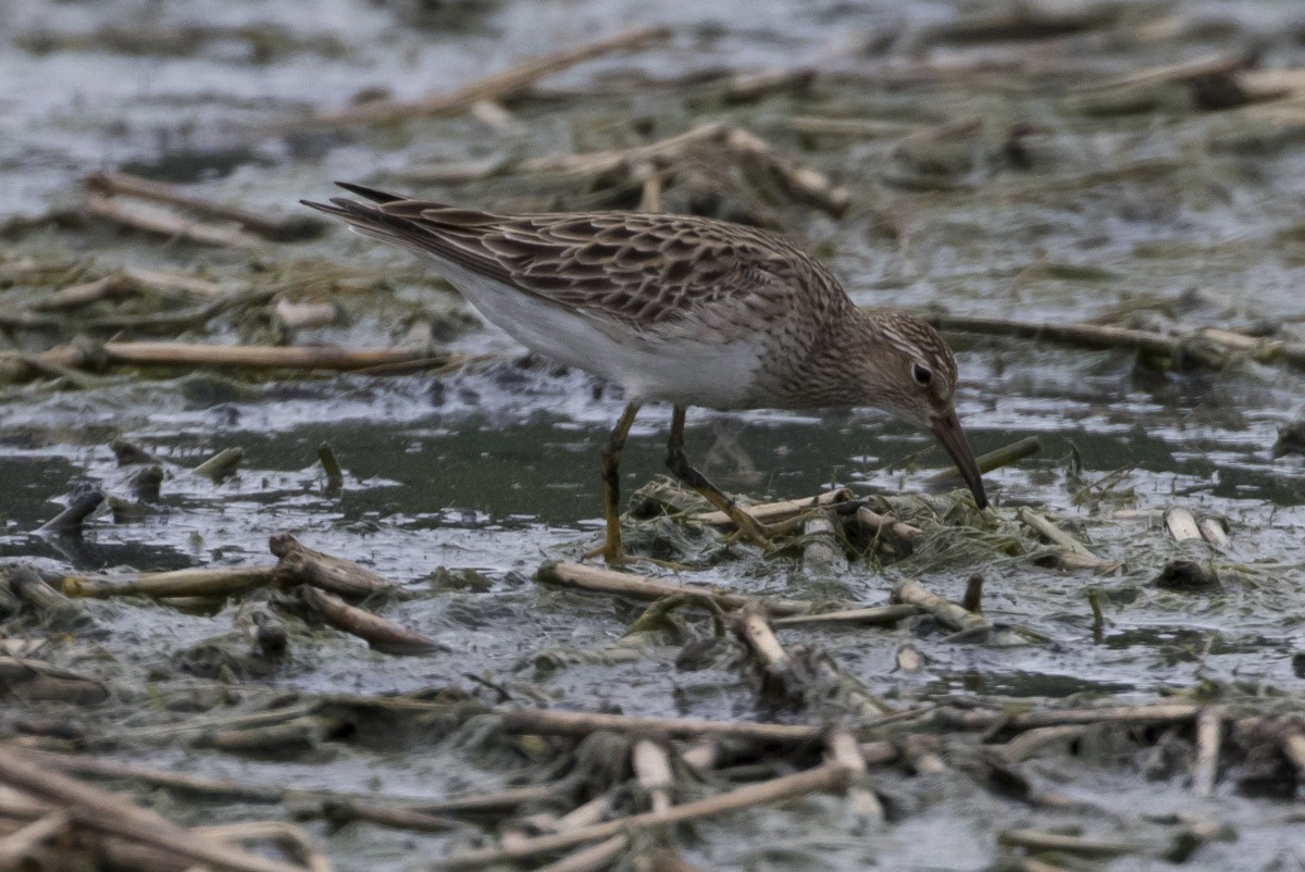 Pectoral Sandpiper - ML56794141