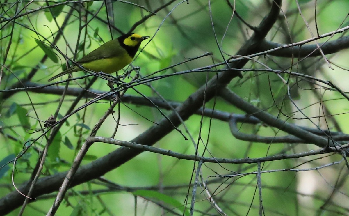 Hooded Warbler - Rob Bielawski