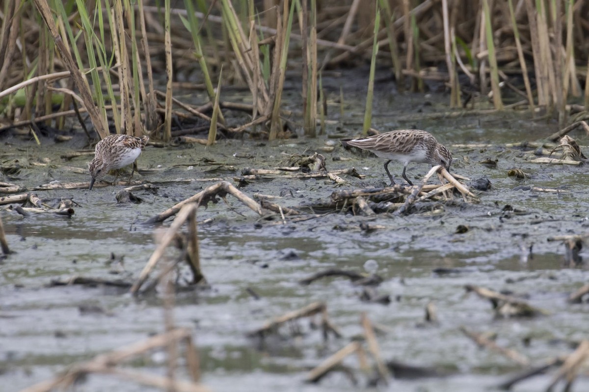 Semipalmated Sandpiper - ML56794171