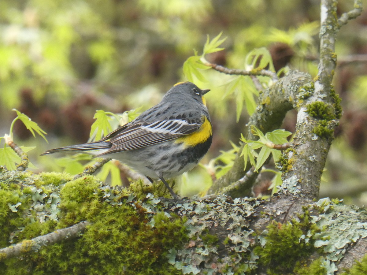 Yellow-rumped Warbler - ML567942151