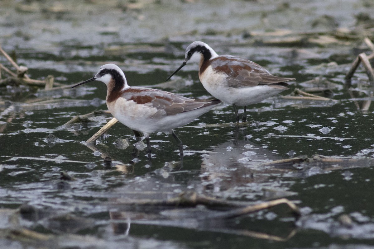 Wilson's Phalarope - ML56794251