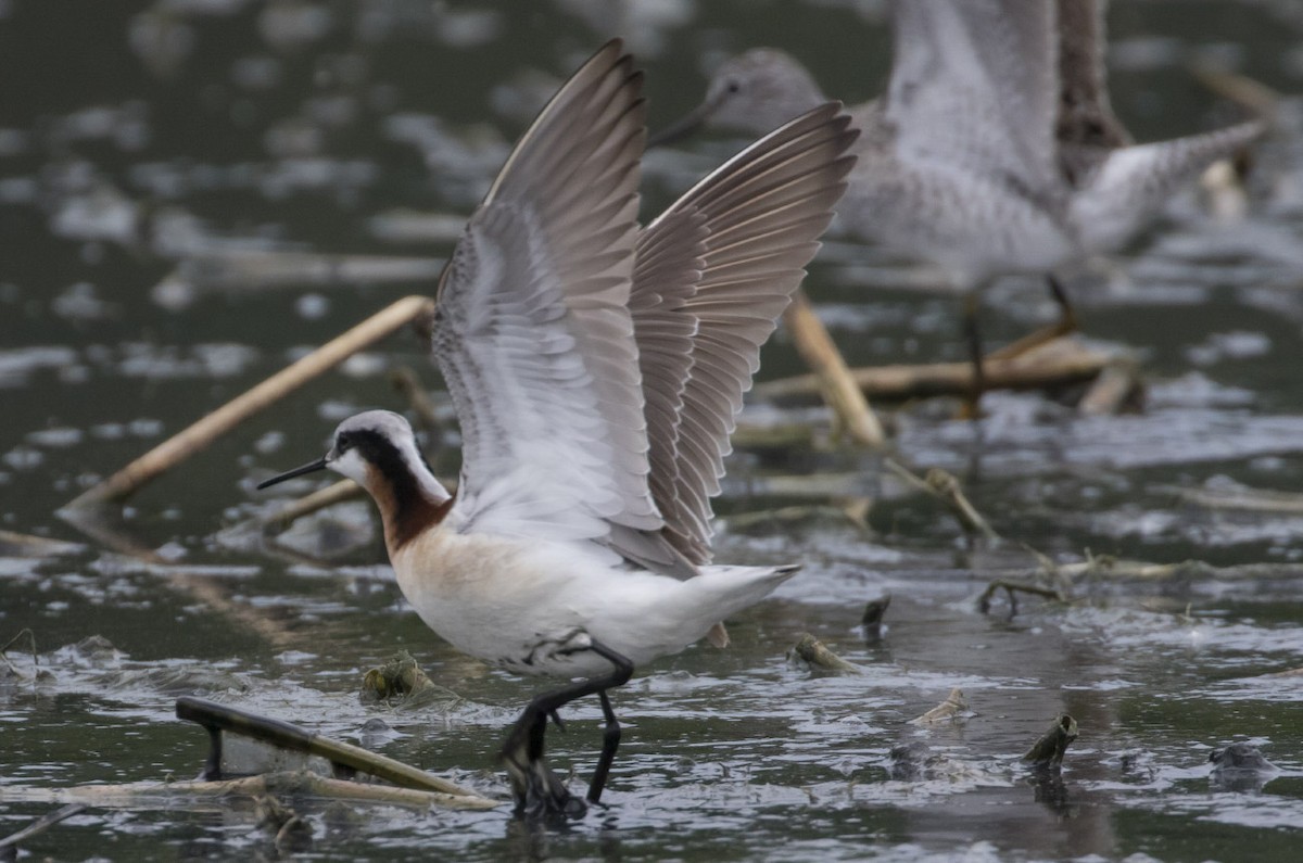 Wilson's Phalarope - ML56794261