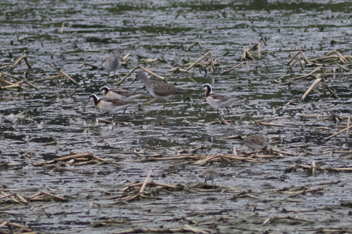 Wilson's Phalarope - ML56794271