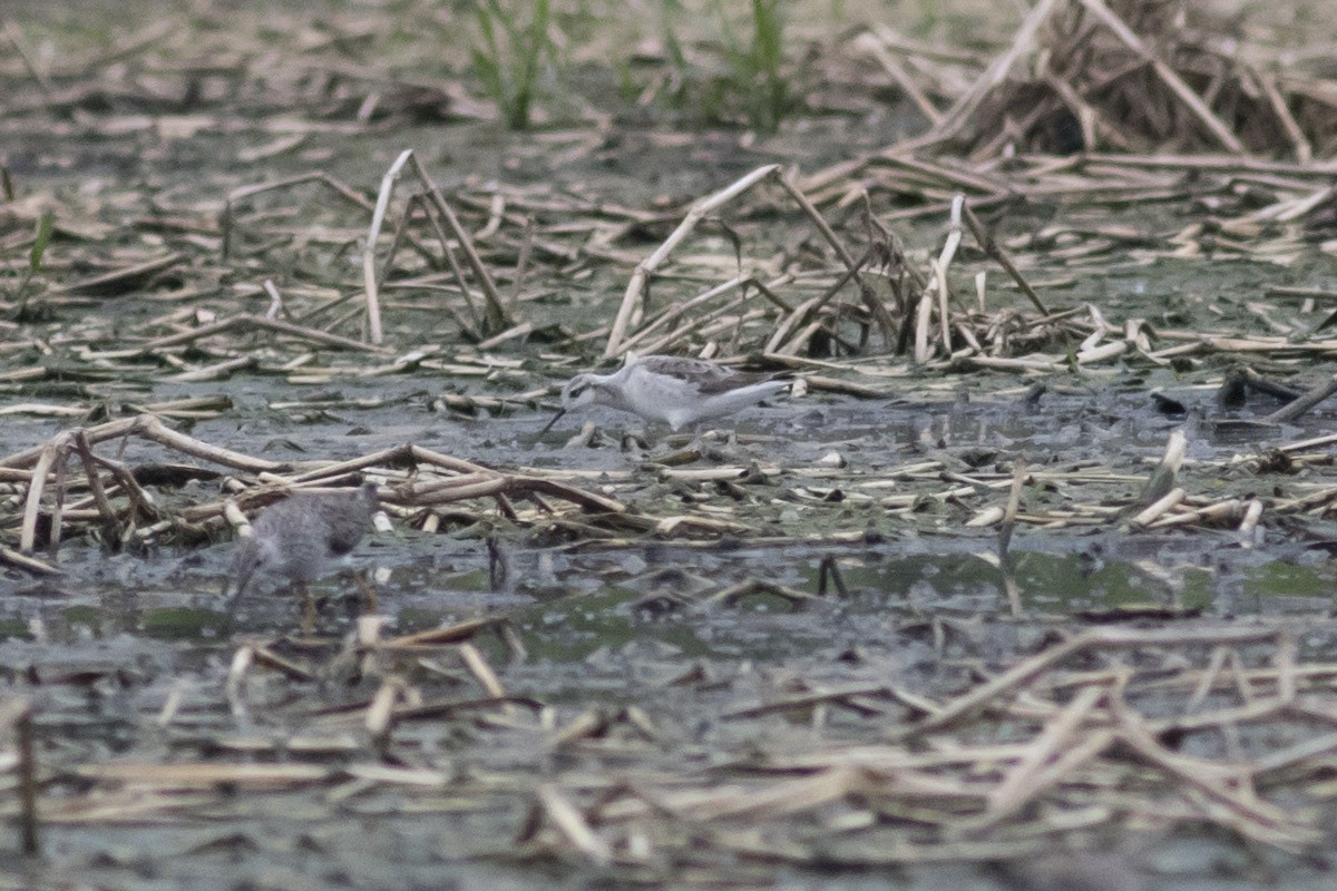 Wilson's Phalarope - ML56794291