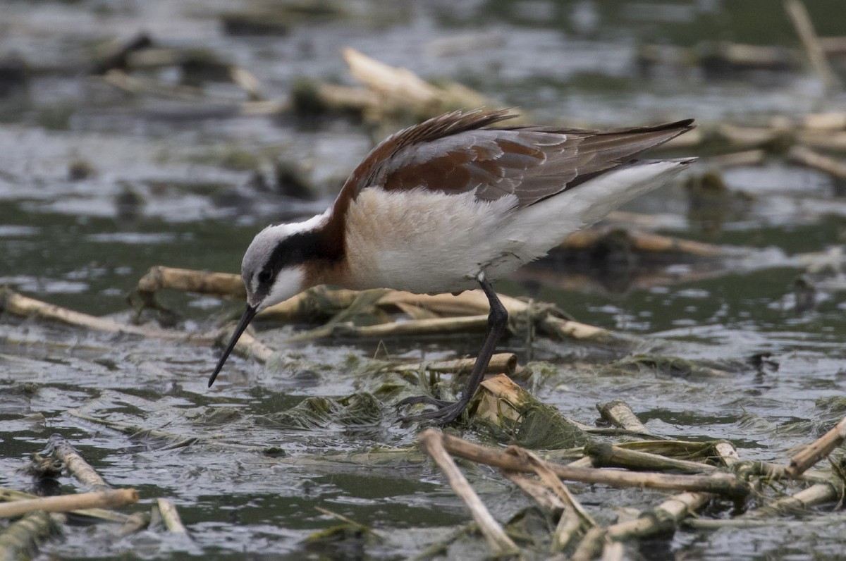 Phalarope de Wilson - ML56794301