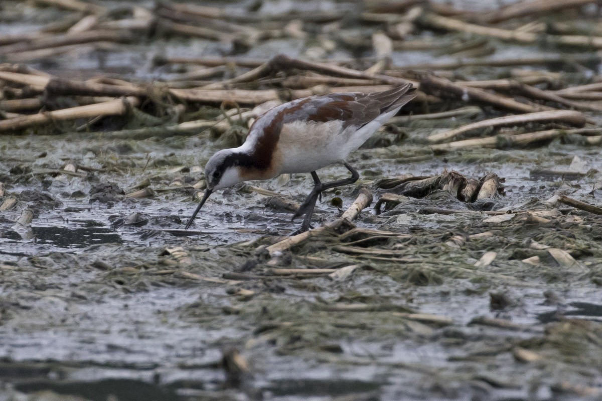 Wilson's Phalarope - ML56794311