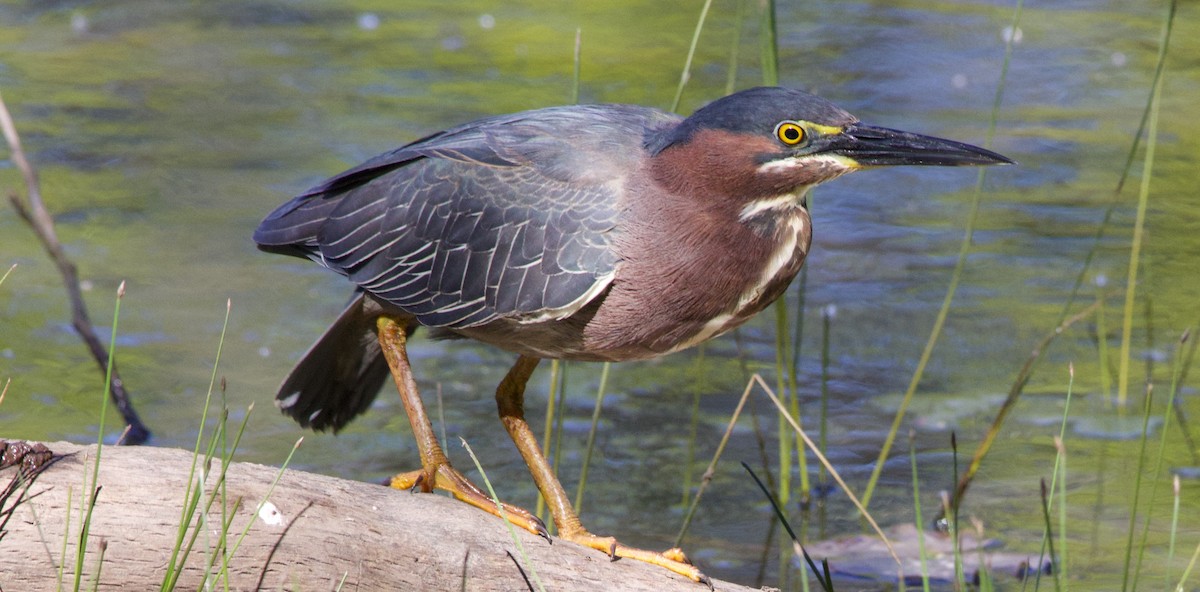 Green Heron - ML567943291