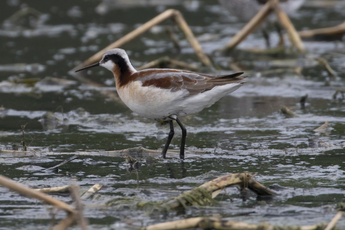 Wilson's Phalarope - ML56794341