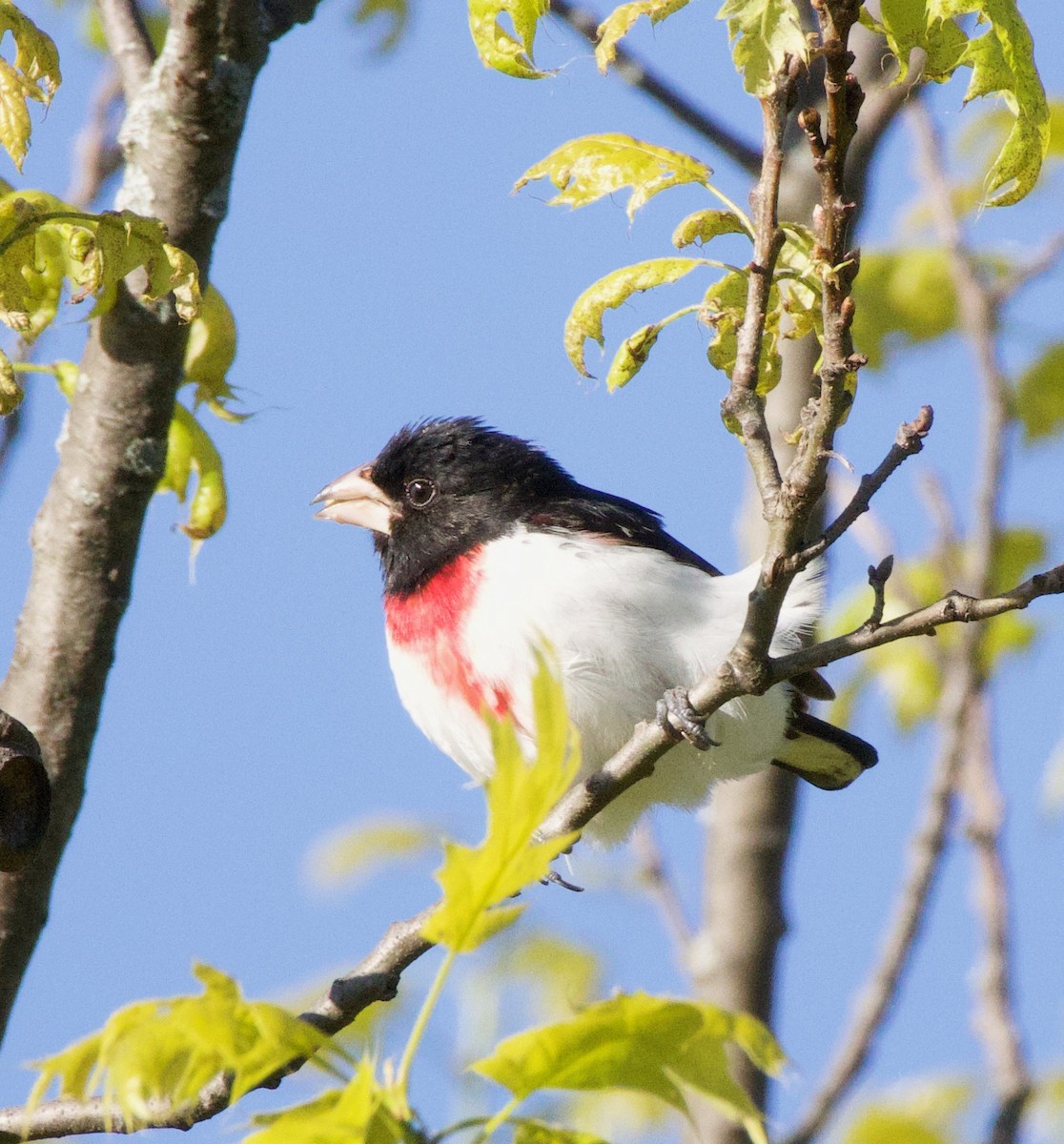 Rose-breasted Grosbeak - ML567943821