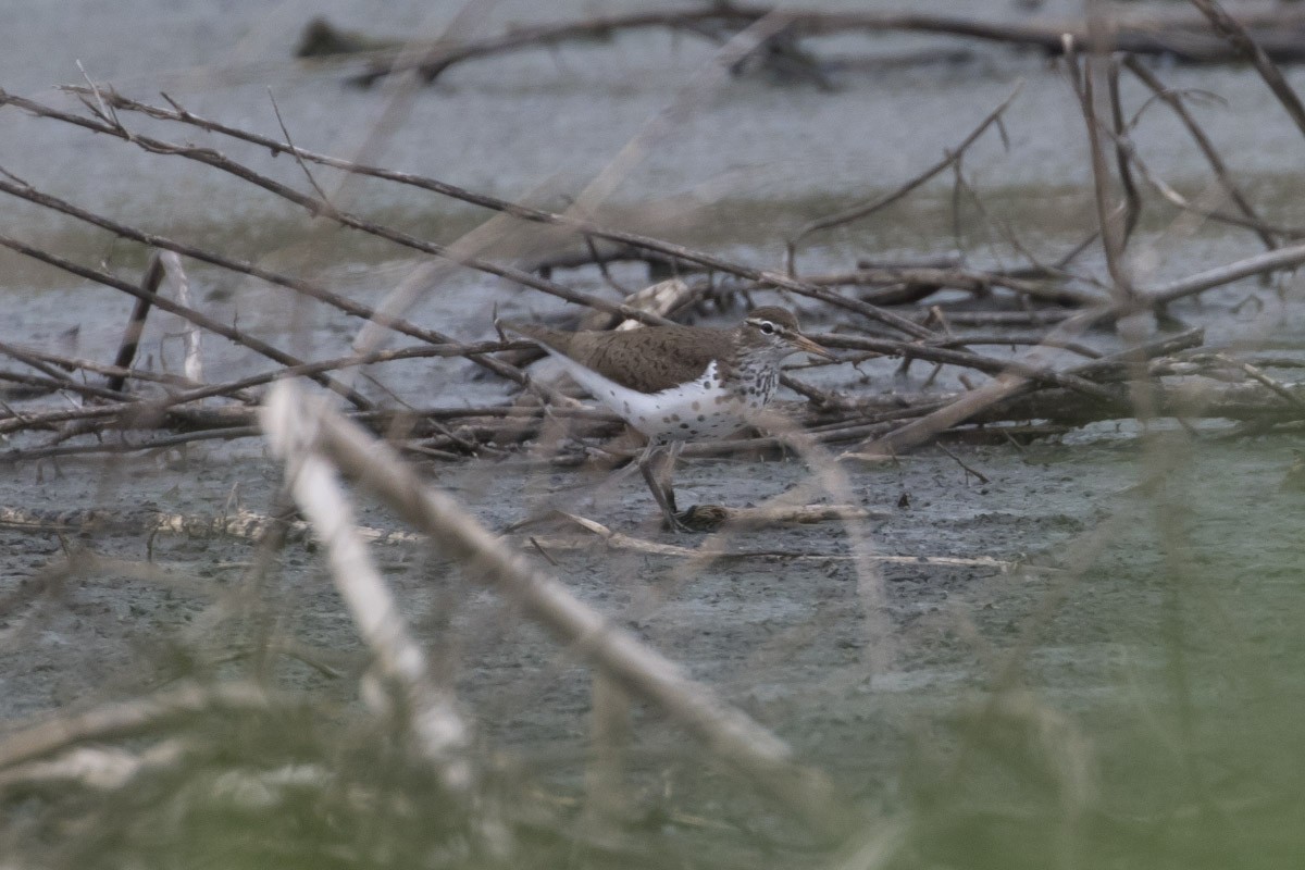 Spotted Sandpiper - ML56794521