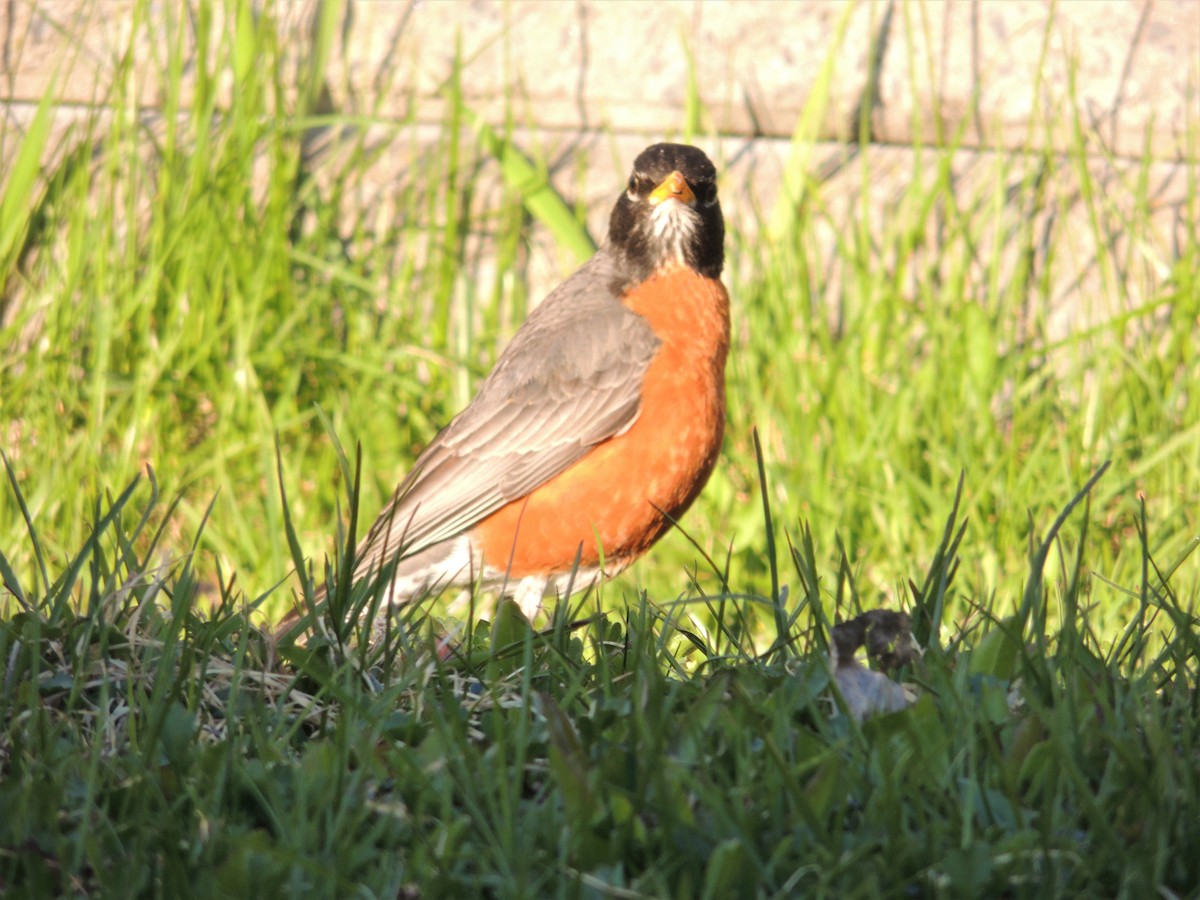American Robin - ML567946141