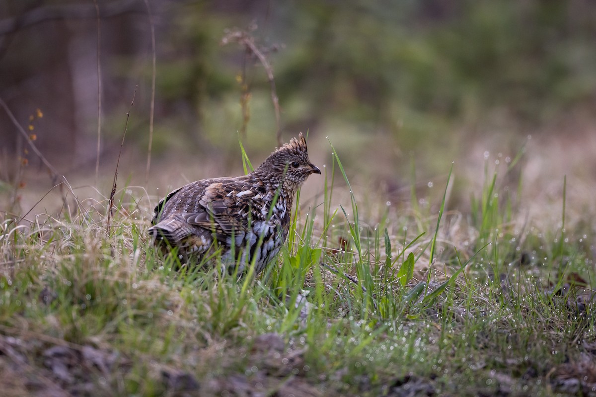 Ruffed Grouse - ML567946781