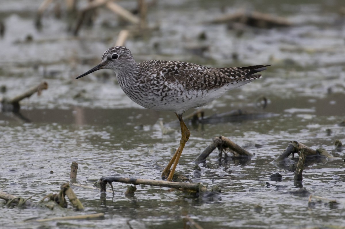 Lesser Yellowlegs - ML56794711