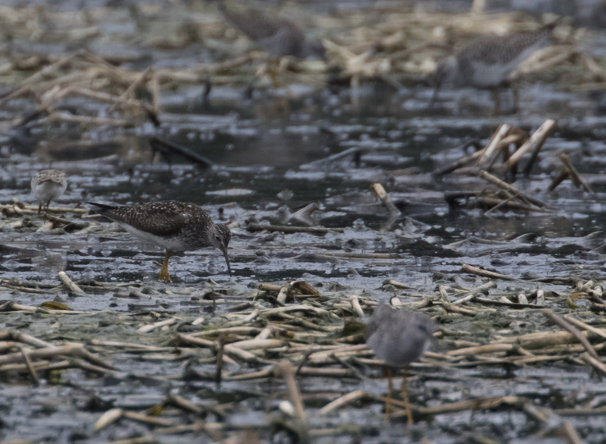 Lesser Yellowlegs - ML56794741