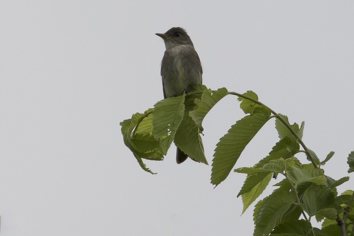 Eastern Wood-Pewee - ML56794821