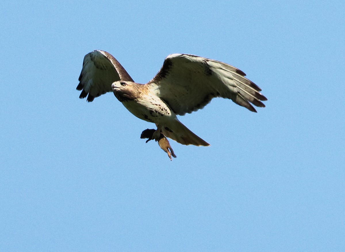 Red-tailed Hawk - ML567948491