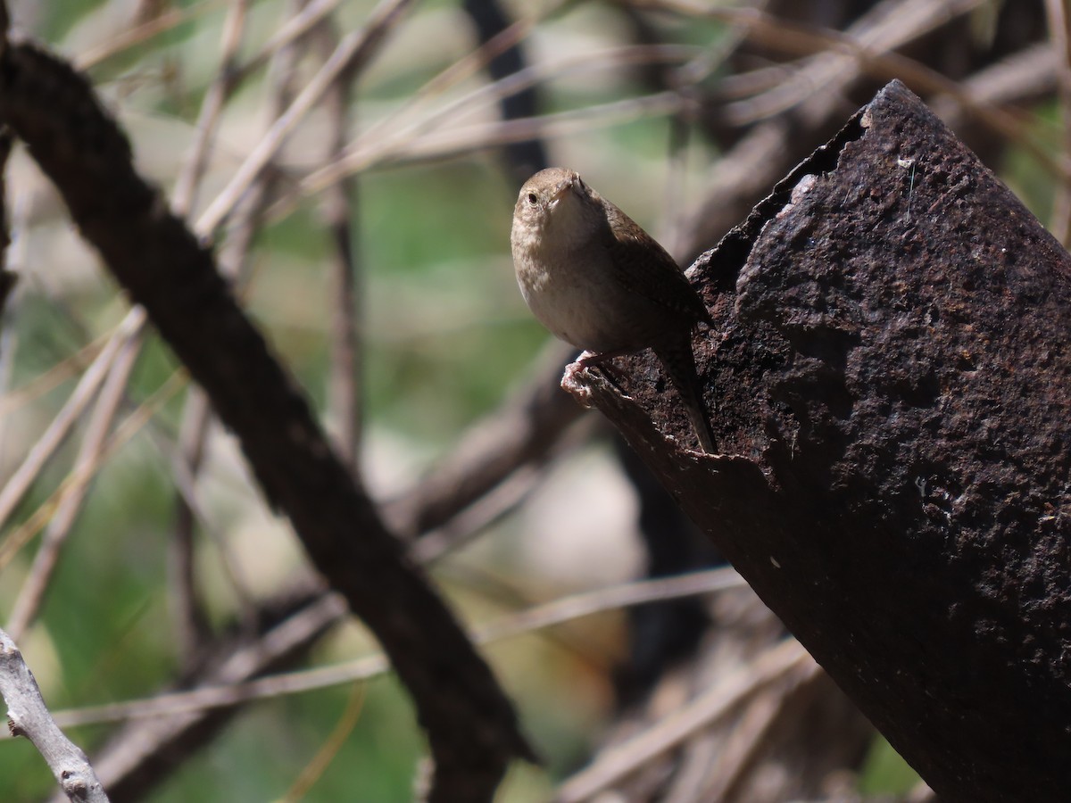Northern House Wren - ML567948511