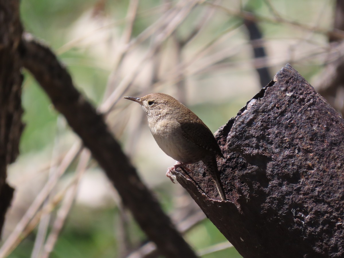 Northern House Wren - ML567948521