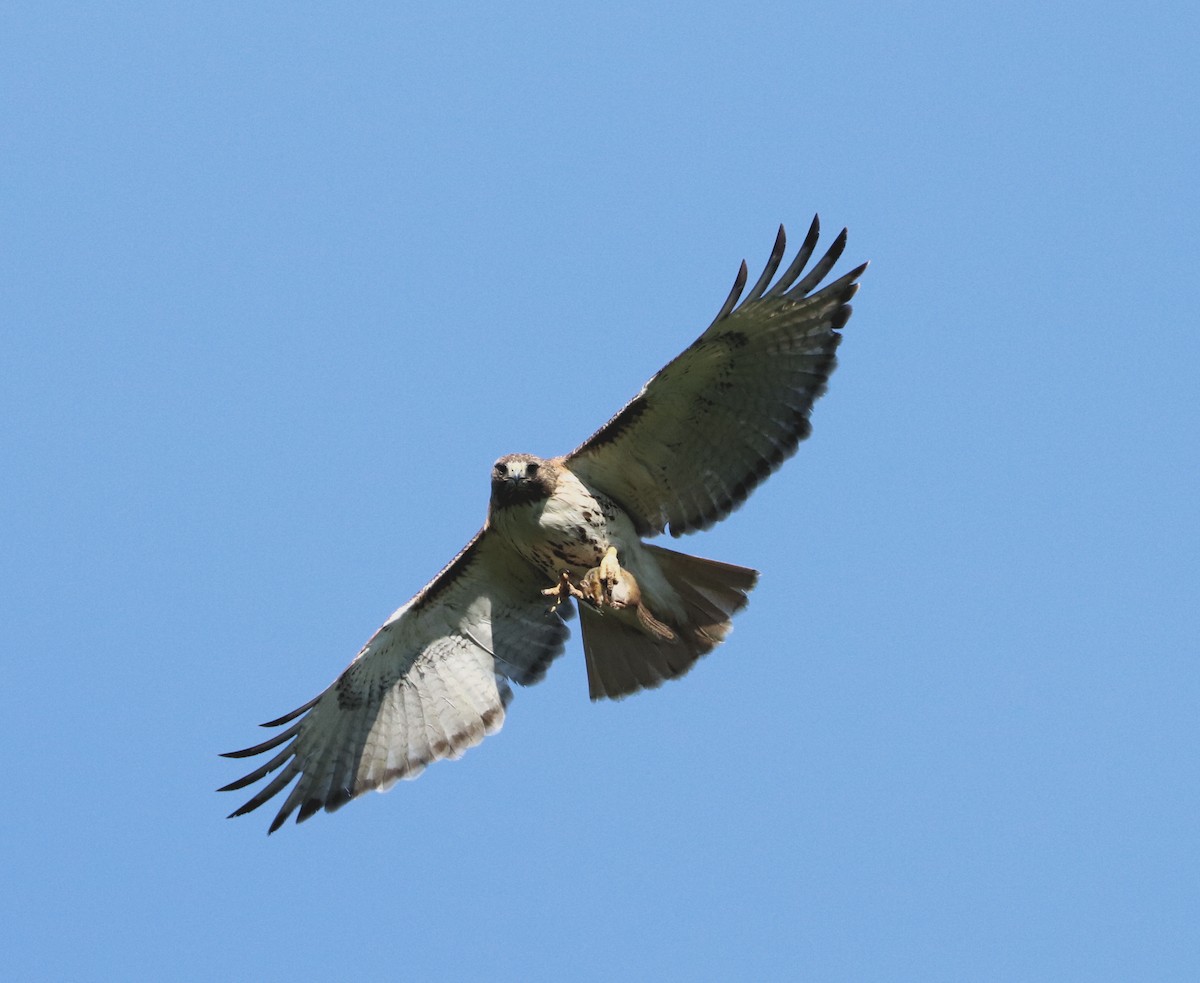 Red-tailed Hawk - ML567948741