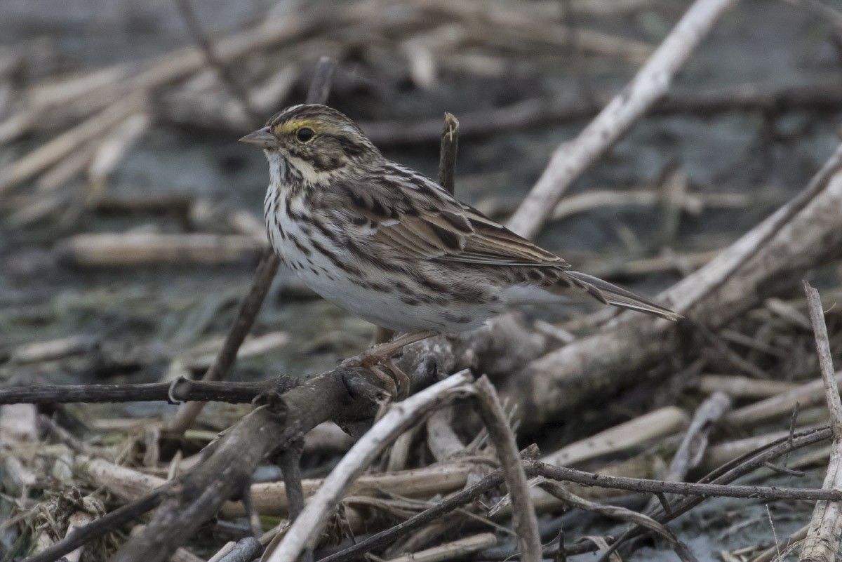 Savannah Sparrow - ML56794881