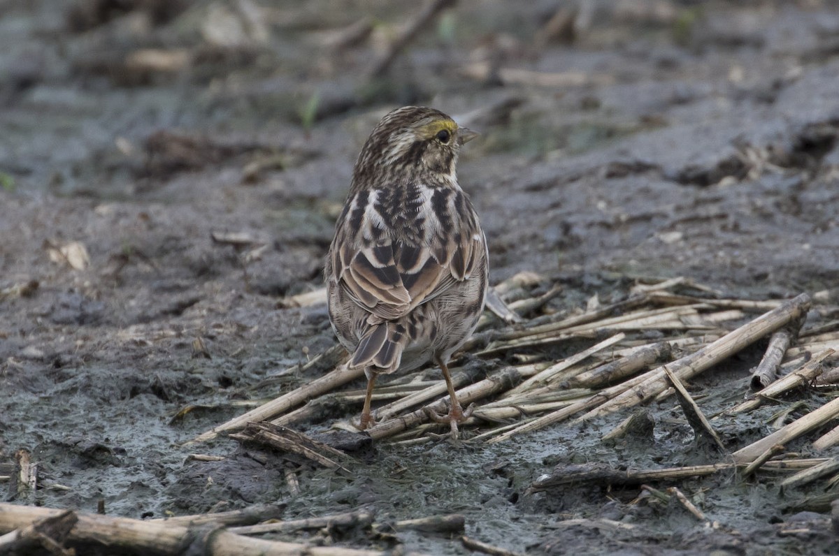 Savannah Sparrow - ML56794891