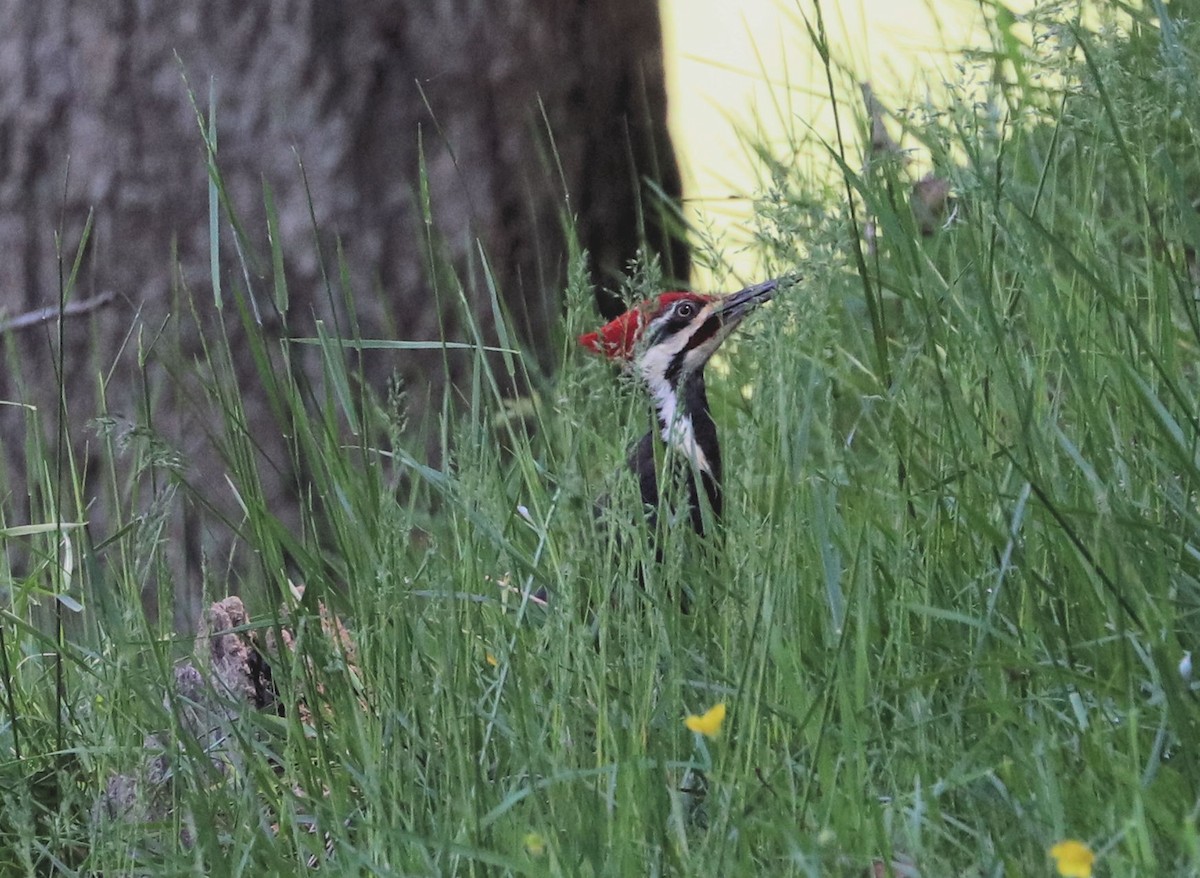 Pileated Woodpecker - ML567949041